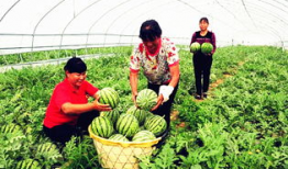 临夏吃瓜最新事件爆料,揭秘背后惊人真相，网络热议持续升温